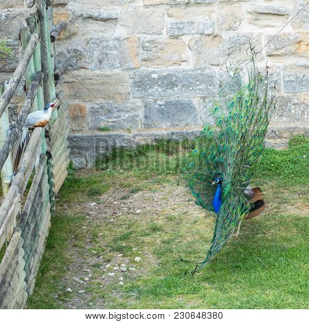 Peacock opened its tail in biopark. Beautiful peafowl in zoological garden.