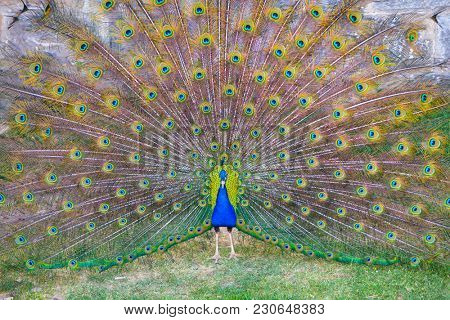 Peacock opened its great beautiful tail in biopark. Beautiful peafowl in zoological garden.