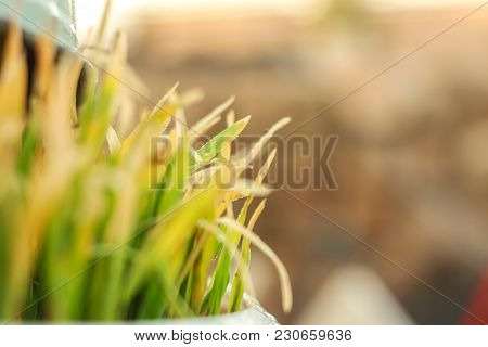 Fresh Green Grass With Drops Few. Nowrooz Spring Holiday Plant. Extremely Close Up Shot.