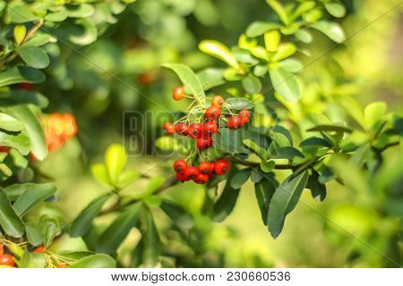 Bunch Of Ripe Rowanberry Fruit On Rowan Tree With Green Leaves. Close Up Shot.
