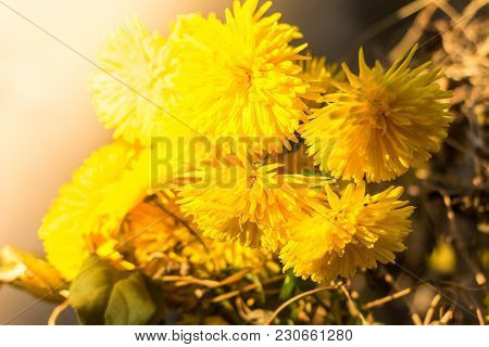 Yellow Chrysanthemums Flowers For Your Background. Close Up Shot.