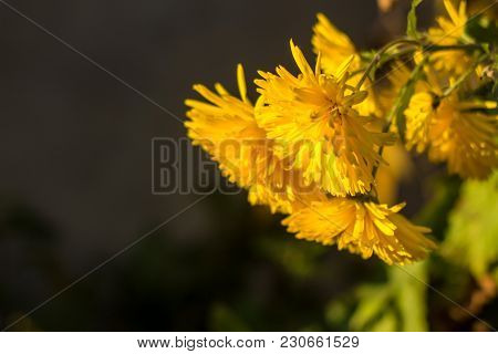Yellow Chrysanthemums Flowers For Your Background. Close Up Shot.