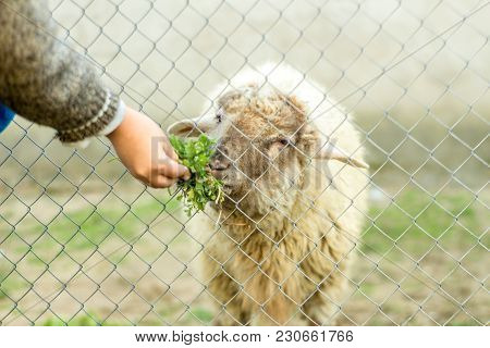 A Young Boy Is Feeding A Sheep Through A Wired Fence. He Gives The Sheep Green Food With His Hand. A