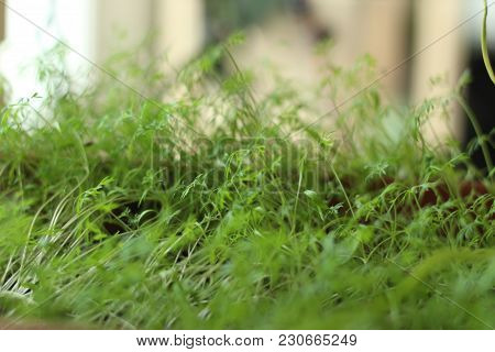 A Litle Vegetables Plants Indoor Garden In Apartment