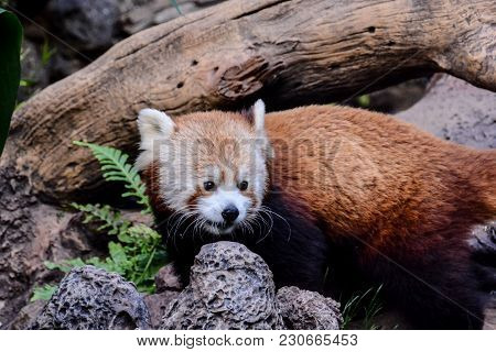 Photo Picture Of Lesser Red Panda Firefox Mammal Animal