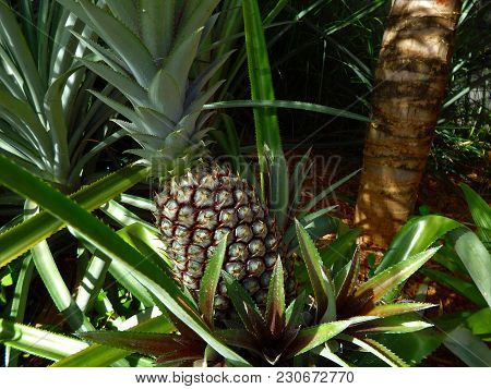 Growing Pineapple In A Caribbean Plantation - St Kitts