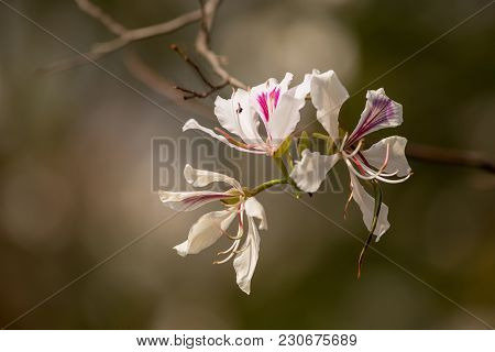 Bauhinia Variegata Purple Orchid Tree, Bauhinia Variegata Is A Species Of Plant Family Fabaceae