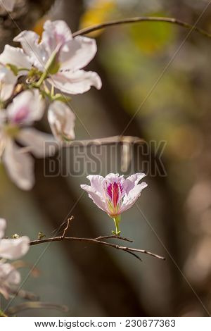 Bauhinia Variegata Purple Orchid Tree, Bauhinia Variegata Is A Species Of Plant Family Fabaceae