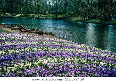 Great View Of River Bank With Vibrant Purple And White Flowers And Trees. The Blooming Flowers In A 