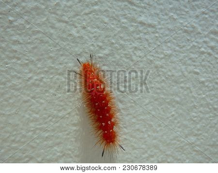 Spotted Oleander Caterpillar Found In Saint Kitts