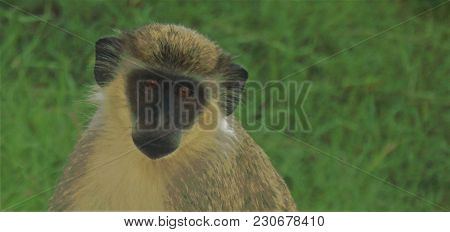 Landscape Image Of  Caribean Green Vervet Monkey