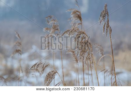 Cane - Capricious Weather In Early Spring