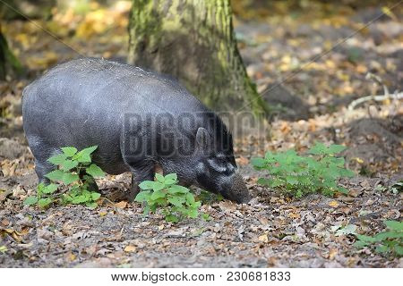 Visayan Warty Pig In The Forest In The Wild