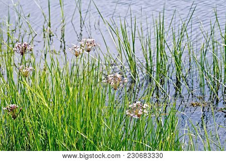 White And Pink Butomus Umbellatus Flowers With Green Leaves Against The Background Of The Lake Water