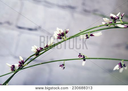 Blooming Genista Or Broom On A White Painted Brick Wall ,macro Shot, Selected Focus