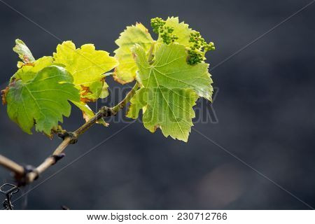 Lanzarote Vineyards Build On Lava, La Geria Wine Region, Malvasia Grape Vine In Winter