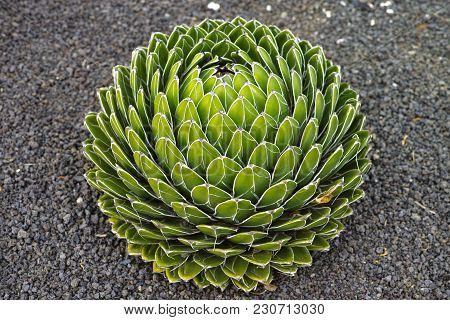 Agave Victoriae-reginae, Queen Victoria Agave, Royal Agave, Small Species Of Succulent Flowering Per