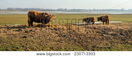 In The Winter Period, The Scottish Highlanders In The Dutch National Park De Biesbosch Receive Extra