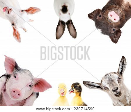 Funny Portrait Of A Group Of Farm Animals, Isolated On A White Background