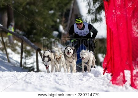 Sled Dog Race In Zuberec, Slovakia