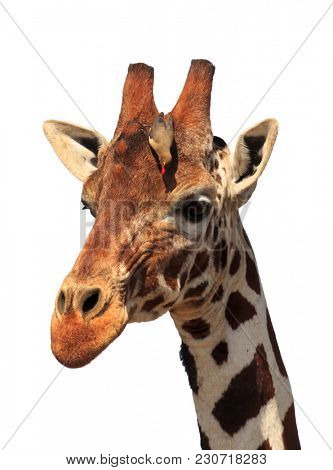 Giraffe portrait with oxpecker bird isolated on white background