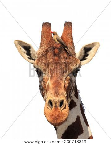 Giraffe portrait with oxpecker bird isolated on white background