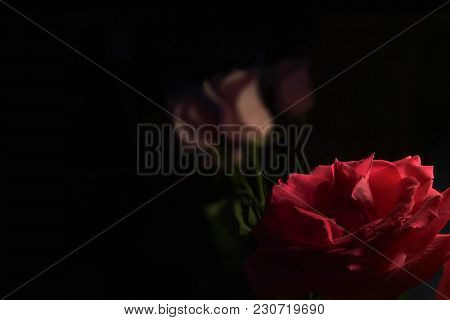 Red Rose Focused On Dark Background With Several Light Roses. Close Up Photo