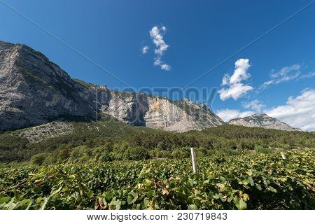 Rock Faces And Vineyards In The Mountains Of The Sarca Valley (valle Del Sarca) In Trentino Alto Adi