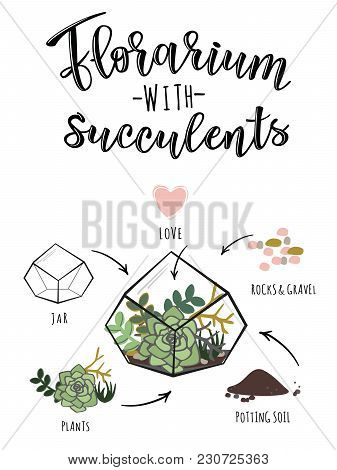 Vector Illustration Of A Florarium With Succulents. Infographic Poster Design With Succulent Flower 