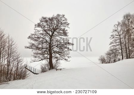 Belarus, Grodno, Molochnoe Lake. Lonely Tree On The Shore In Winter.