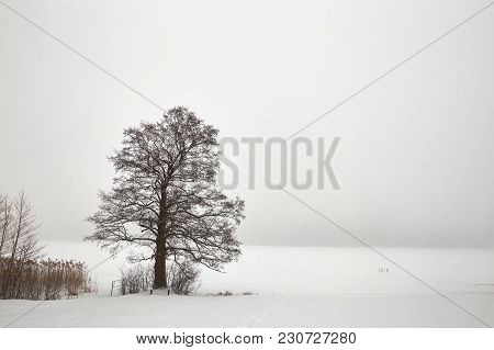 Belarus, Grodno, Molochnoe Lake. Lonely Tree On The Shore In Winter.