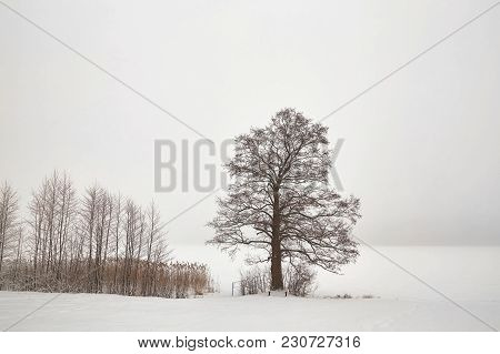 Belarus, Grodno, Molochnoe Lake. Lonely Tree On The Shore In Winter.