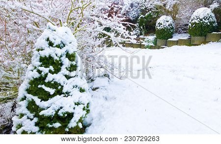 Tree Covered By Snow Winter Boxwood And Picea Glauca Conica Dwarf Decorative Coniferous Evergreen Tr