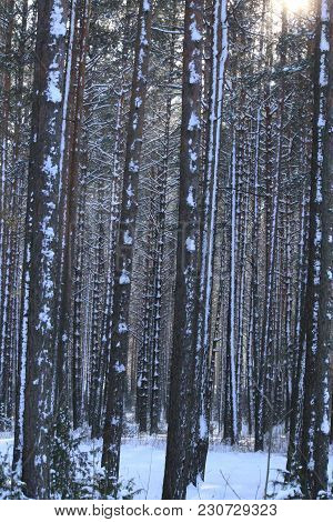 Beautiful Strong And Straght Pine Covered Shine White Snow In Rays Of The Winter Sun