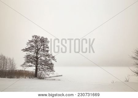 Belarus, Grodno, Molochnoe Lake. Lonely Tree On The Shore In Winter