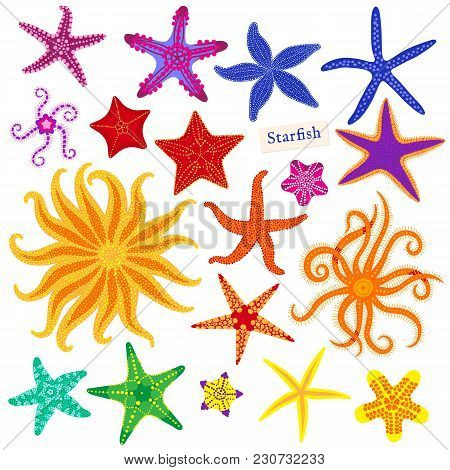 Sea Stars Set. Multicolored Starfish On A White Background. Starfishes Underwater Invertebrate Anima