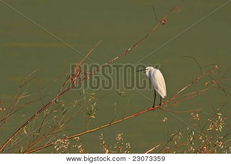 Lille hejre (egretta Garzetta)
