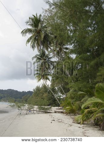 Ko Kut,thailand- February 25,2018: Coconut Palms On The Paradise Coconut Island