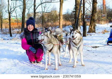 Girl Playing With Sled Dogs Siberian Husky In Snow