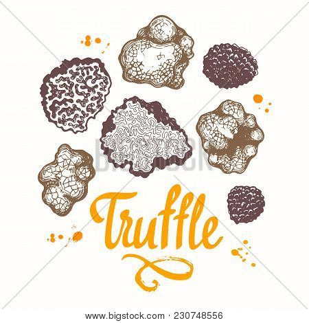 Vector Illustration With Set Of Mushrooms In Sketch Style. Hand-drawn Illustration On White Backgrou