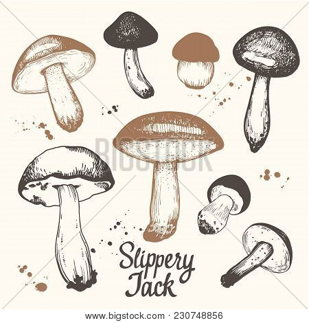 Vector Illustration With Set Of Mushrooms In Sketch Style. Hand-drawn Slippery Jack On White Backgro