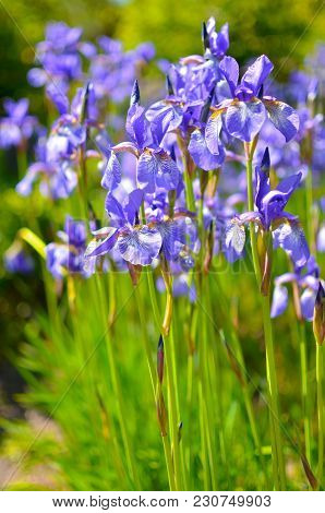 Violet Blue Flowers Of Wild Iris, Covered With Drops Of Summer Rain, On A Green Background Of Meadow