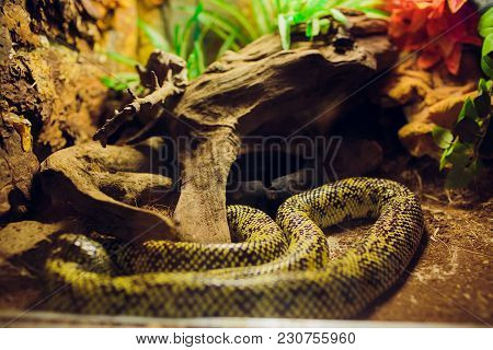A Snake At A Terrarium In A Zoo, Orthriophis Taeniurus Albino Animal