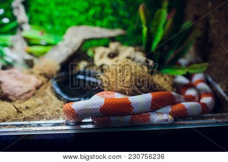A Snake At A Terrarium In A Zoo, Orthriophis Taeniurus Albino Animal