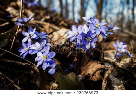 First Fresh Blue Violets In The Forest. Blue Spring Wildflower Liverwort, Hepatica Nobilis. Low Deph