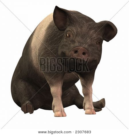 Gyűrűs Piggie
