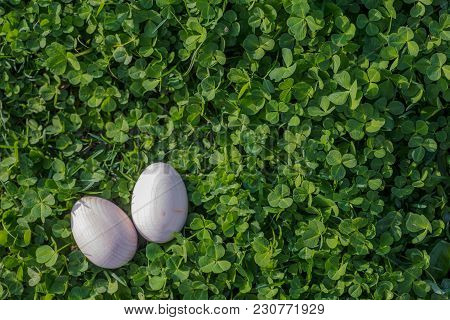 Two White Easter Eggs With A Branch Of Apricot In Green Grass. Easter Background. Search For Eggs At