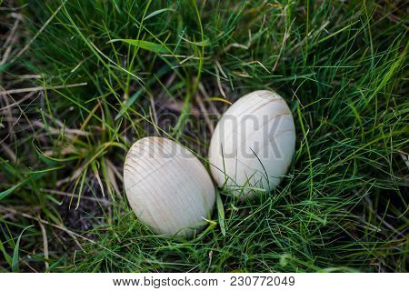 Two White Easter Eggs With A Branch Of Apricot In Green Grass. Easter Background. Search For Eggs At