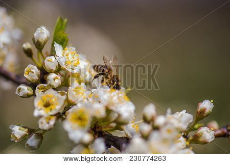 Honey Bee Collects Nectar And Pollen From Cherry-plum Flowers White On A Branch Close-up. Half-open 