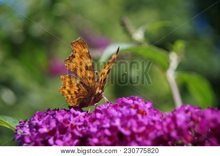 Polygonia C-album Butterfly On The Butterflybush Or Butterflytree Buddleja Davidii
